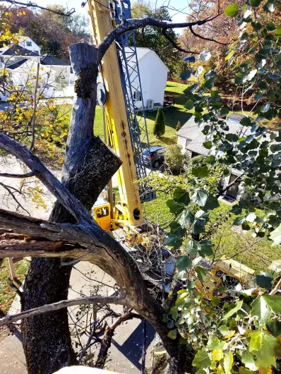 tree-trimming-billerica-3.