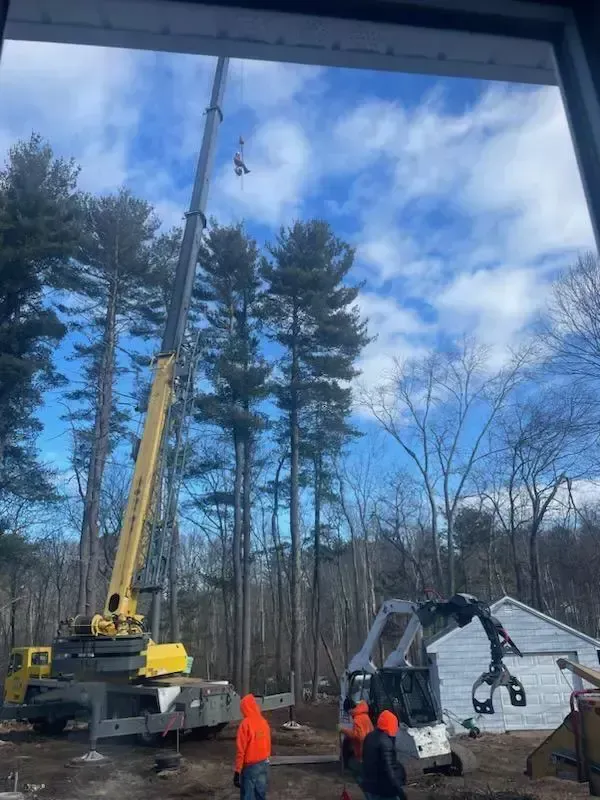 tree services 9