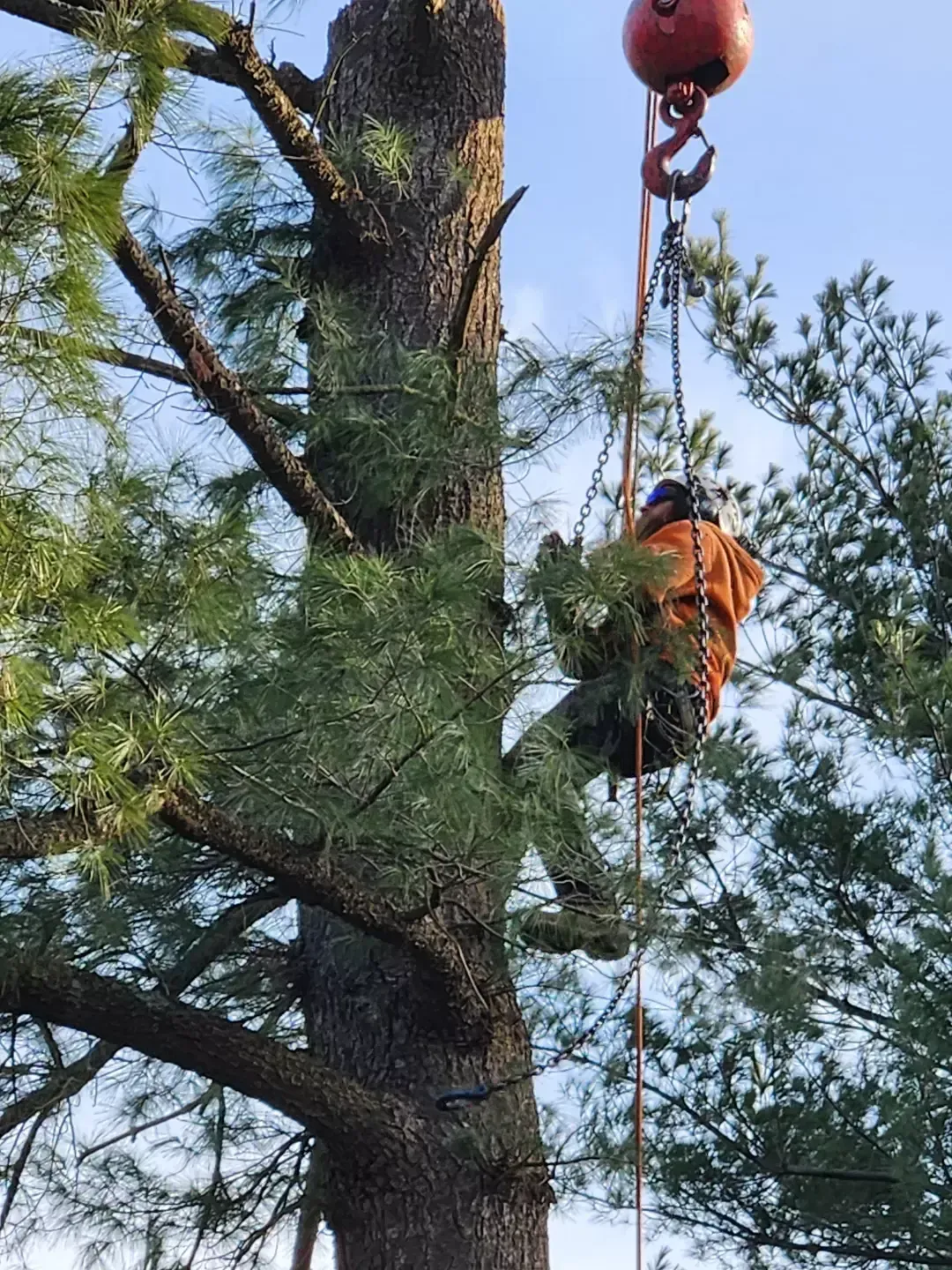 tree services 11