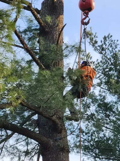 tree-trimming-boston-ma.