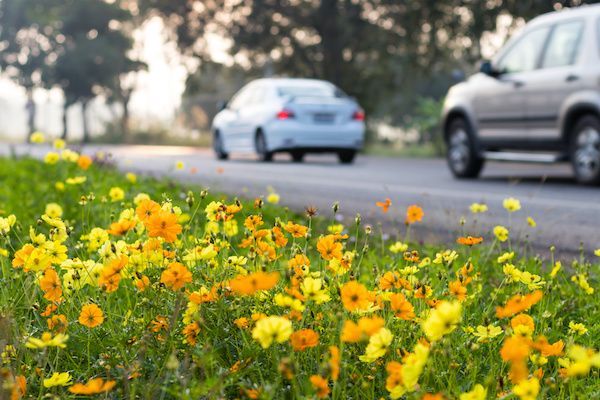 Yellow and orange wildflowers bloom along a road. Two cars travel in the background.