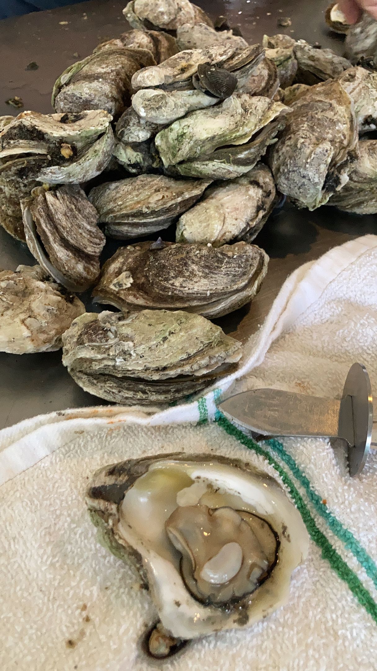 Pile of Lowcountry oysters with one shucked open, on a towel with a shucking knife, indoors.
