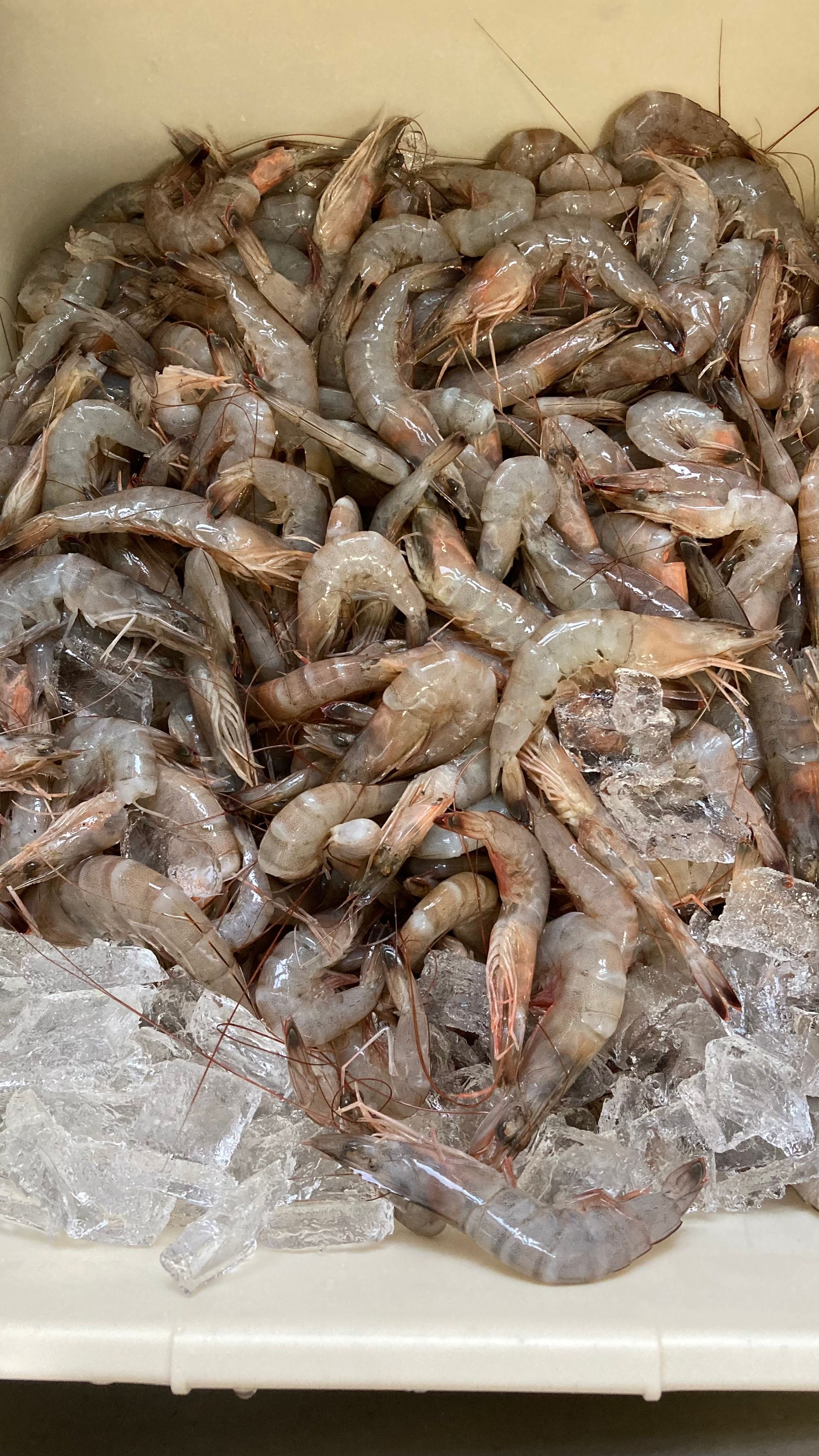 Fresh raw Lowcountry pink shrimp in a plastic bin, sitting on ice.
