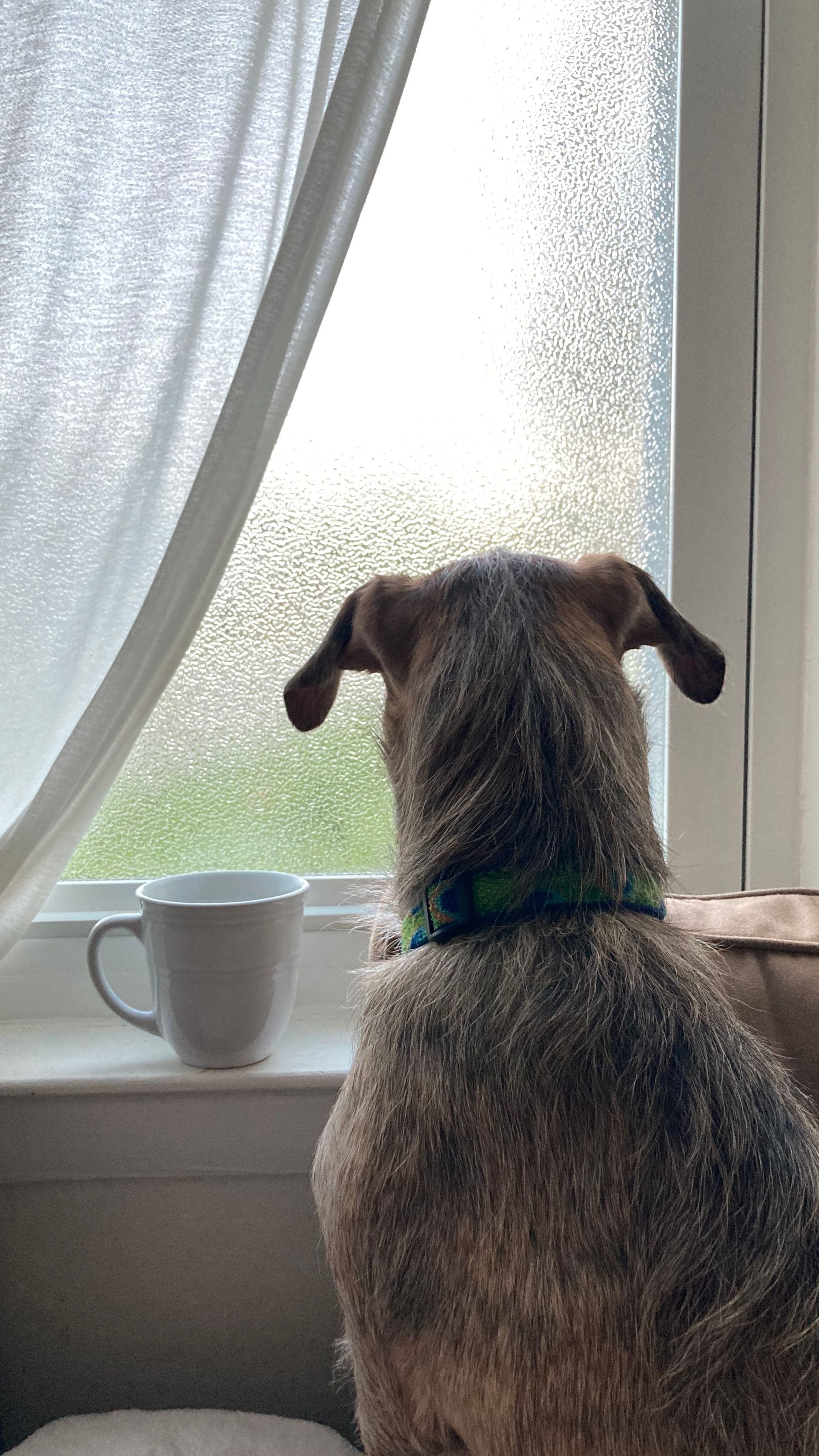 Dog looking out window with coffee cup on the windowsill.