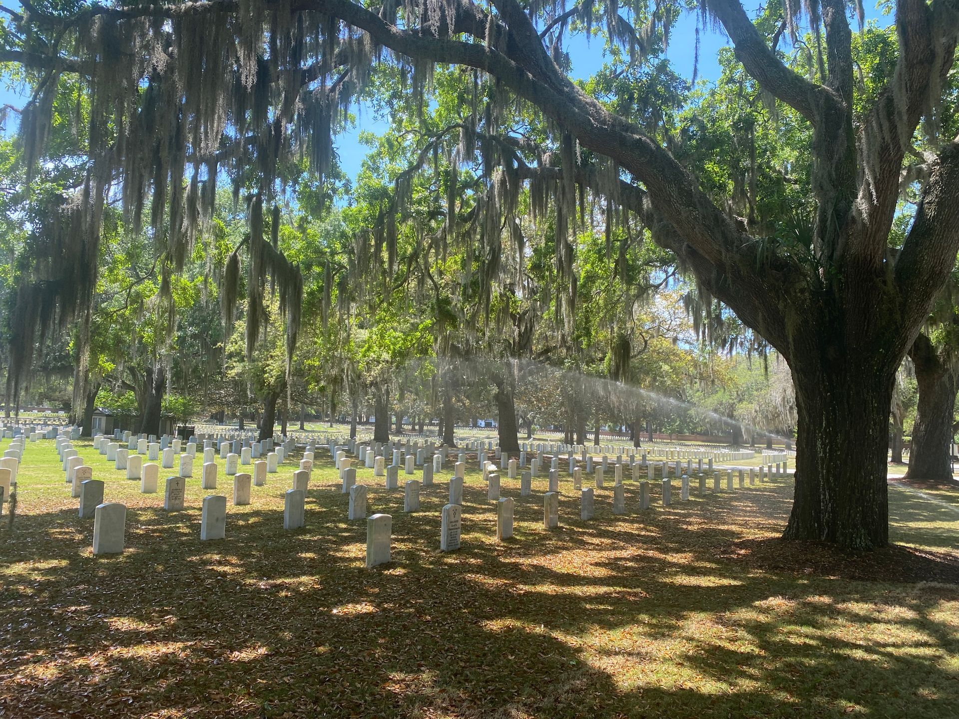 Beaufort National cemetery with rows of white headstones beneath large trees draped with Spanish moss.