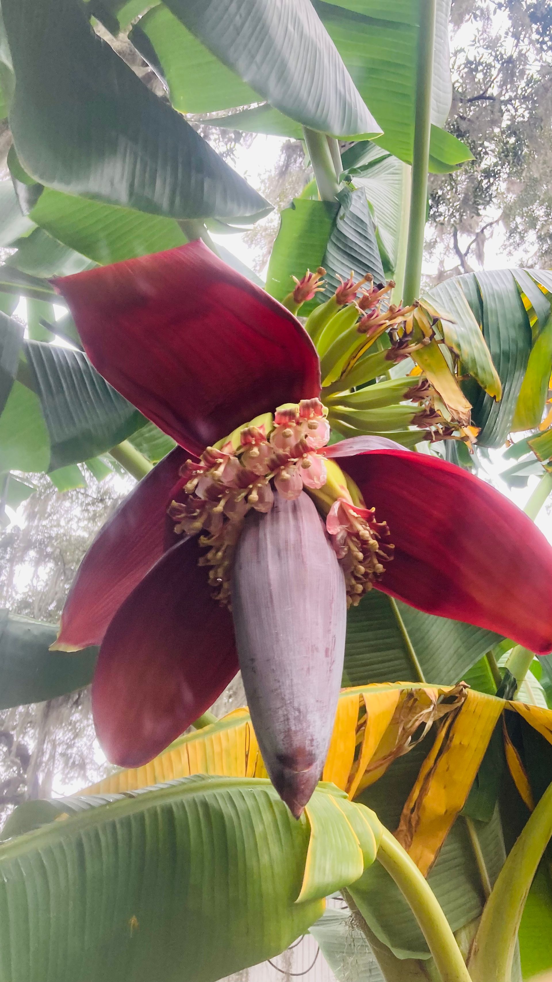 Banana flower with maroon bracts and emerging bananas.