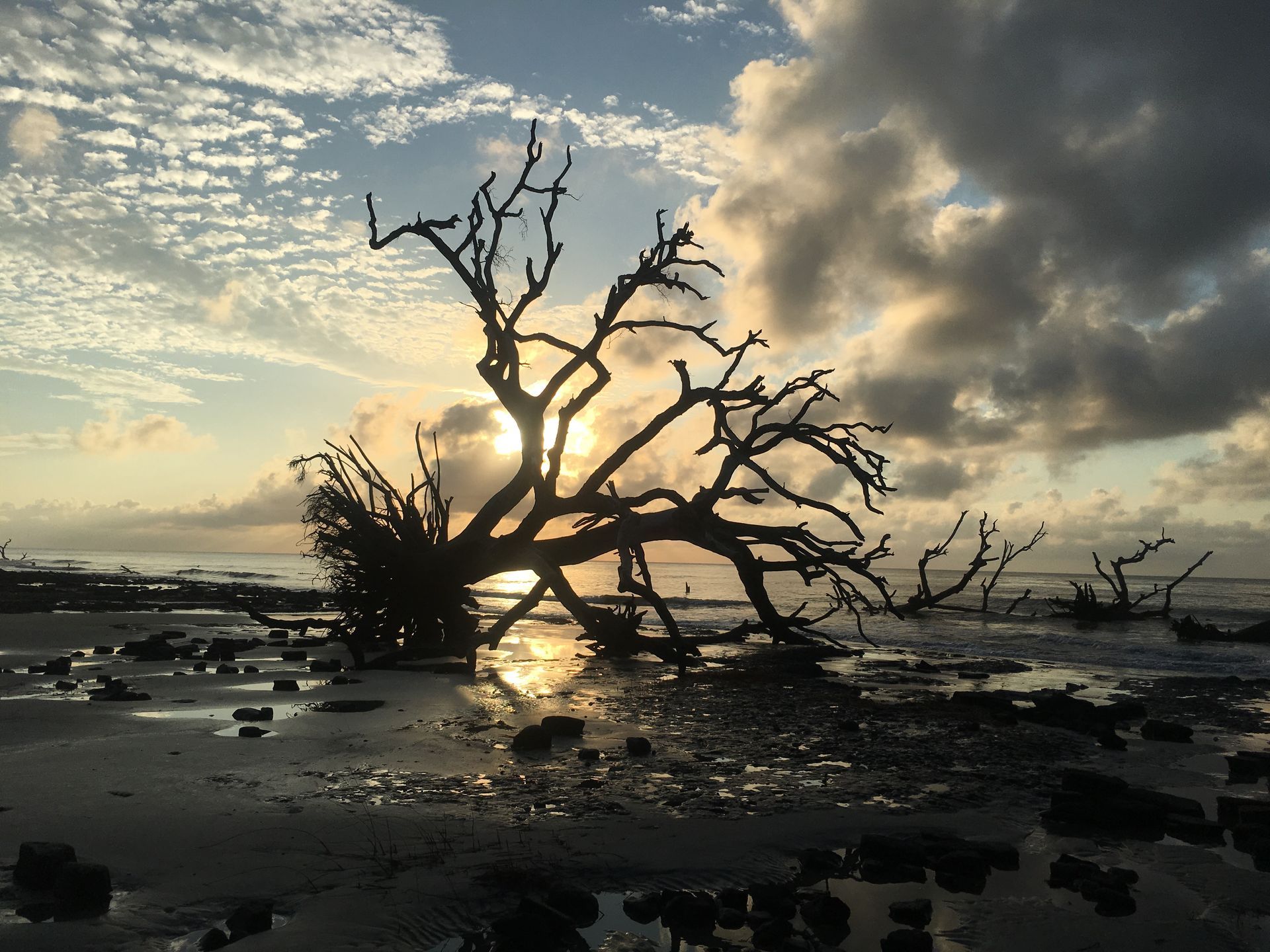 Hunting Island SC with bare driftwood tree silhouette at sunset on a wet beach, with clouds reflecting golden light.