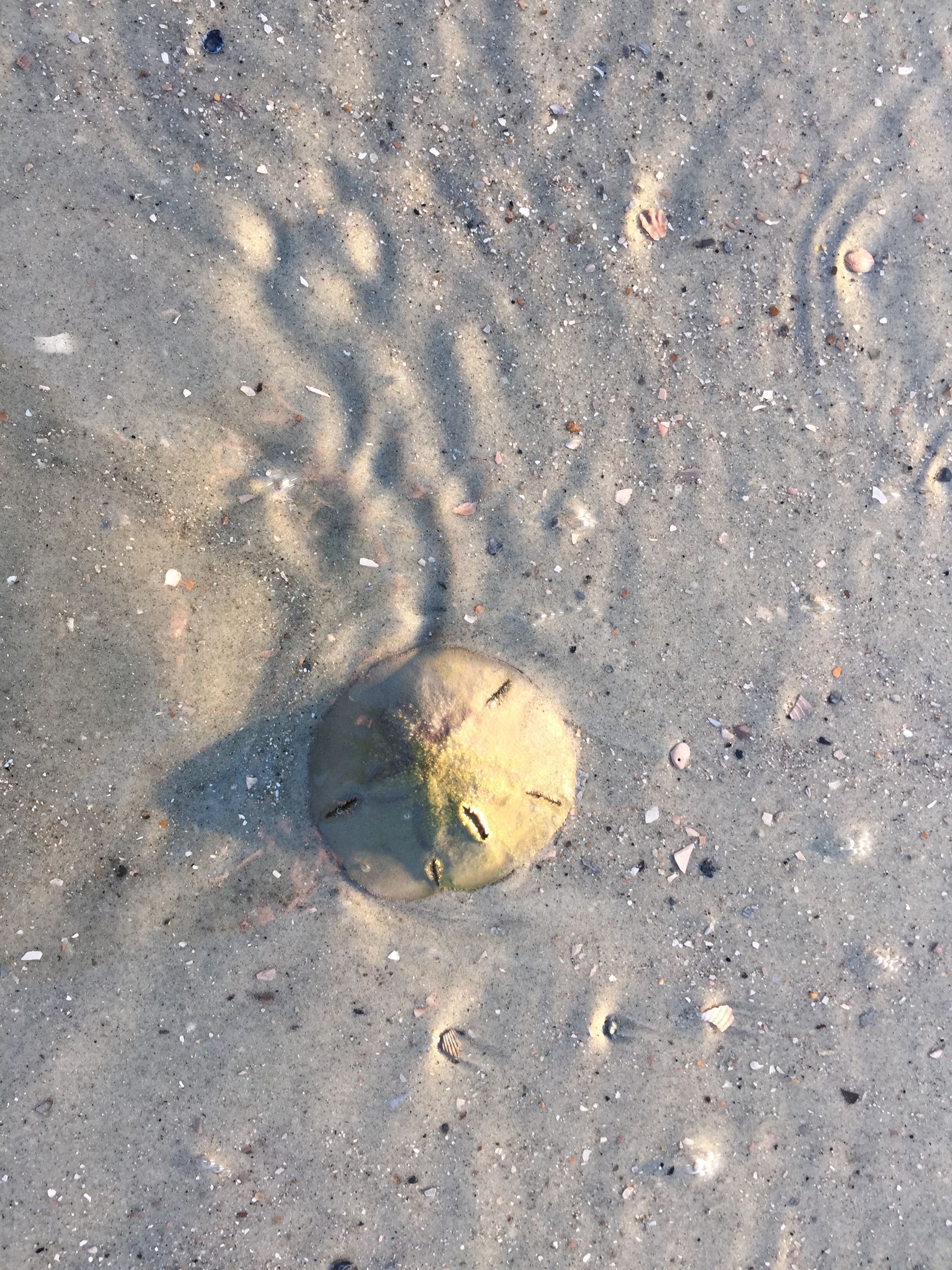 Sand dollar in shallow water on a sandy beach.