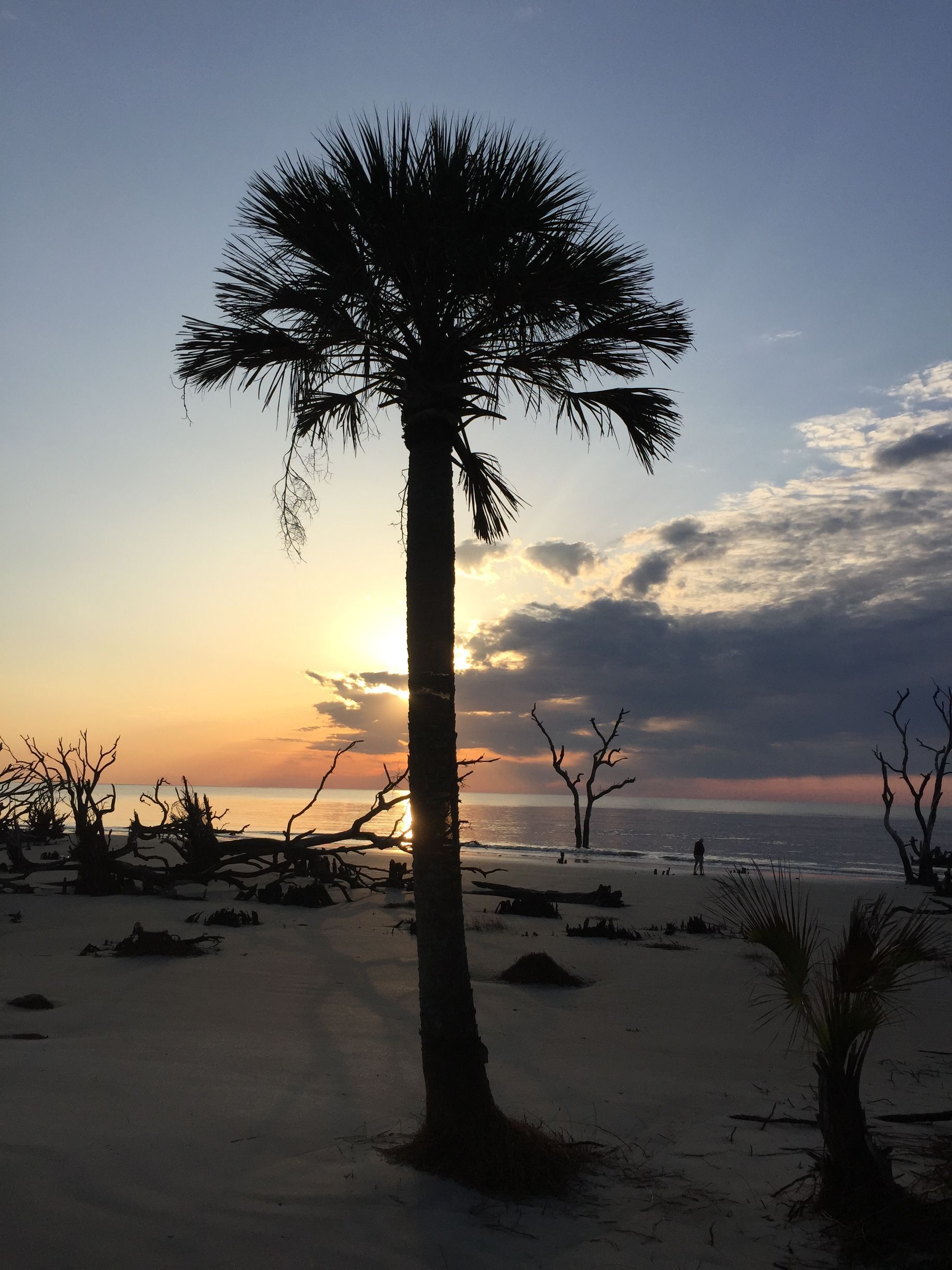 Palm tree silhouetted on beach at sunset.