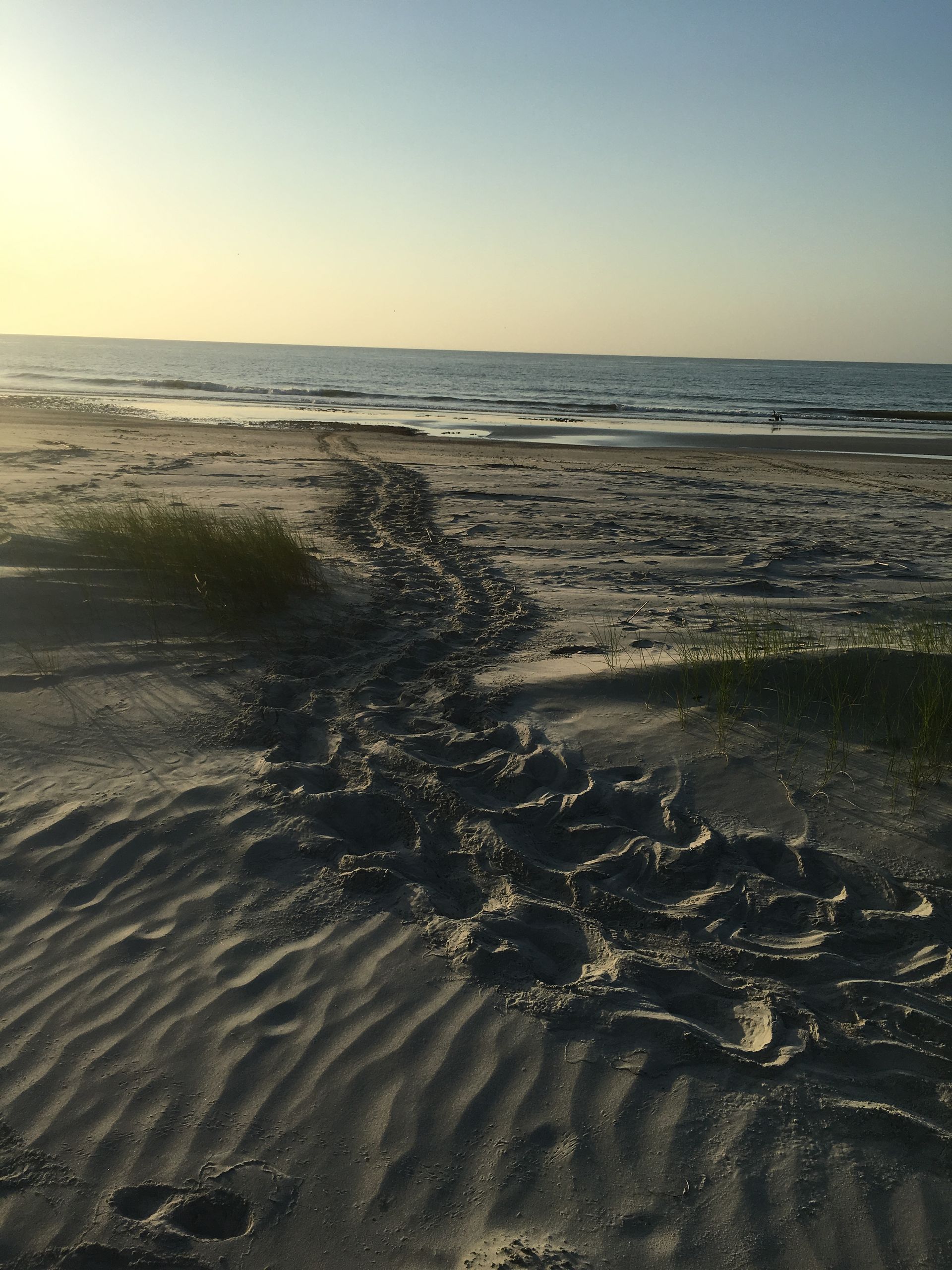 Sandy beach with a trail of turtle tracks leading to the ocean under a clear sky.
