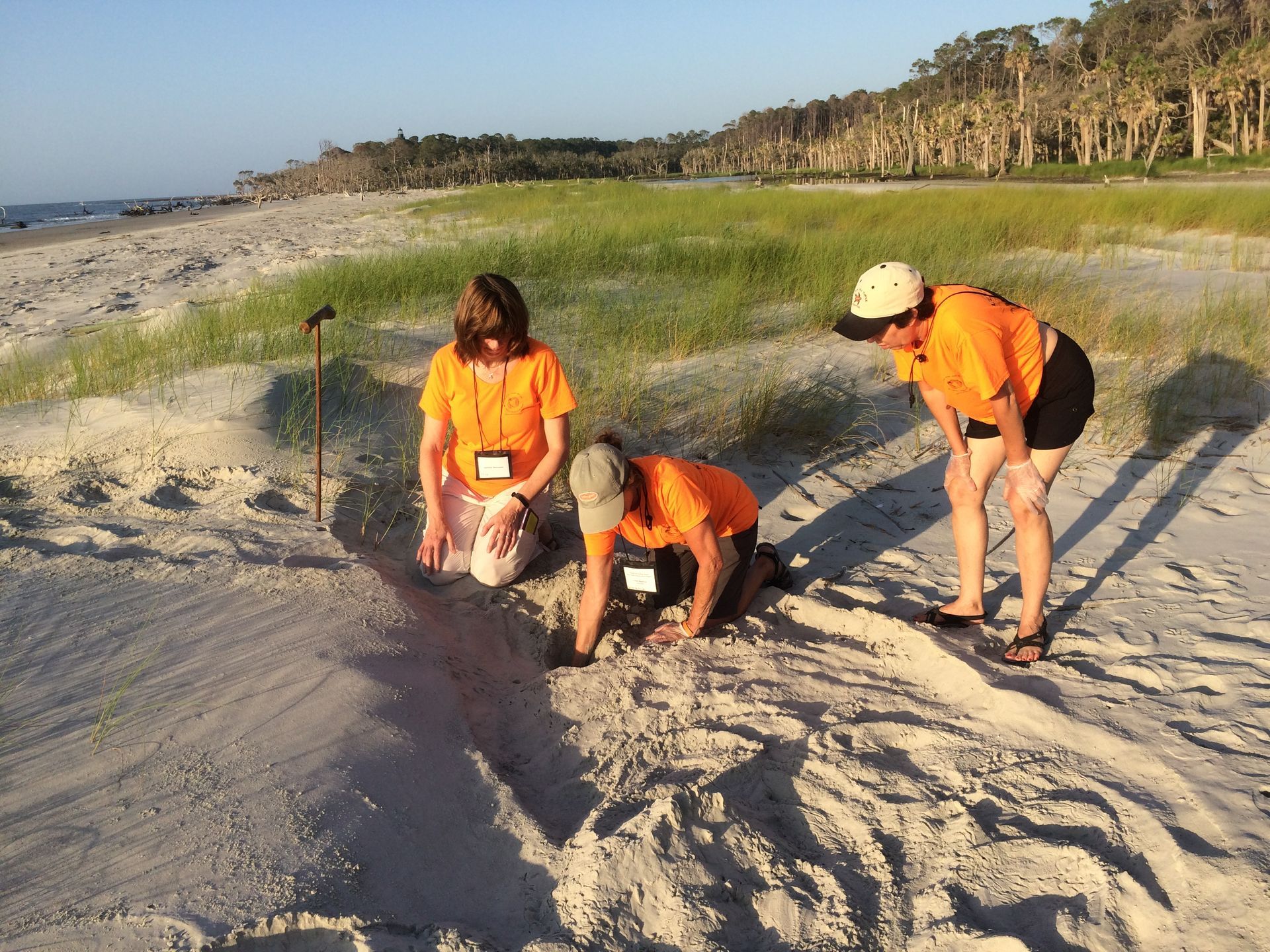 Three people in orange shirts examine a loggerhead sea turtle nest on Hunting Island SC, sandy area on a beach.