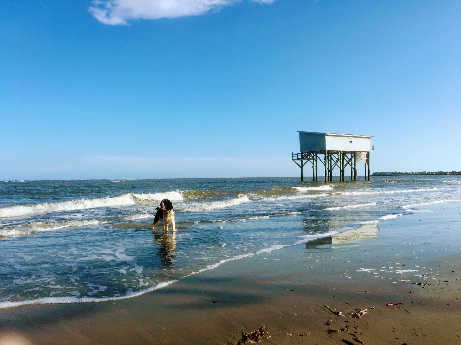 Dog in shallow water on a beach, waves, with a structure on stilts in the distance, sunny day, blue sky.