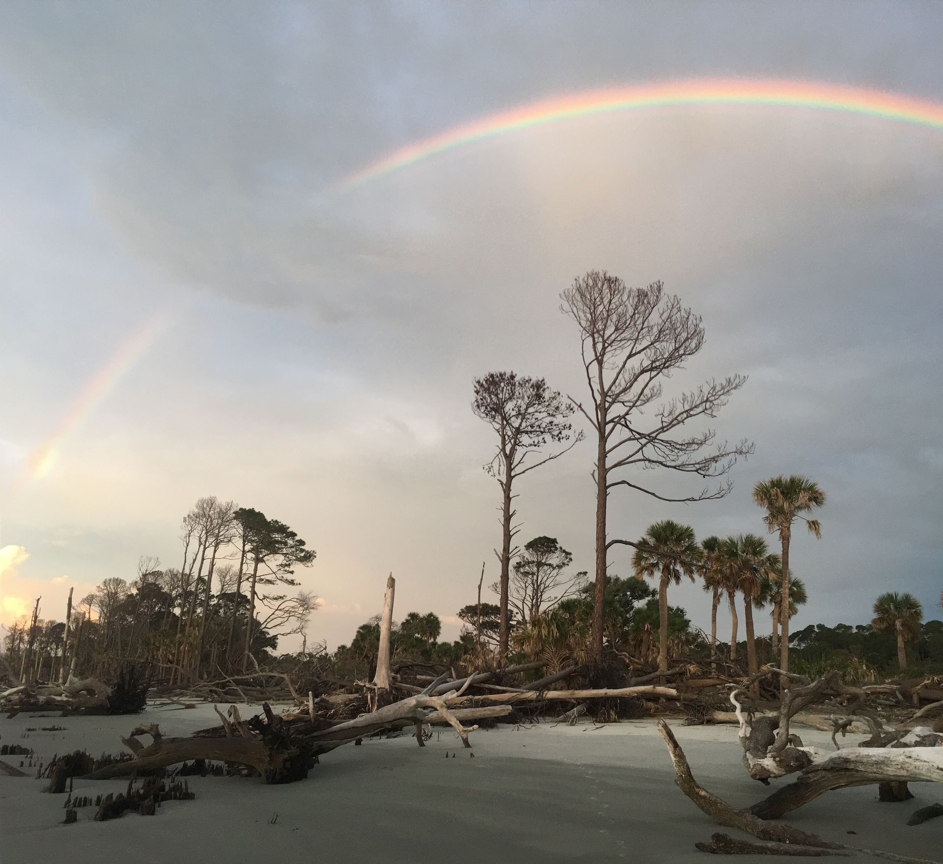 Beach scene with double rainbow over driftwood and trees.