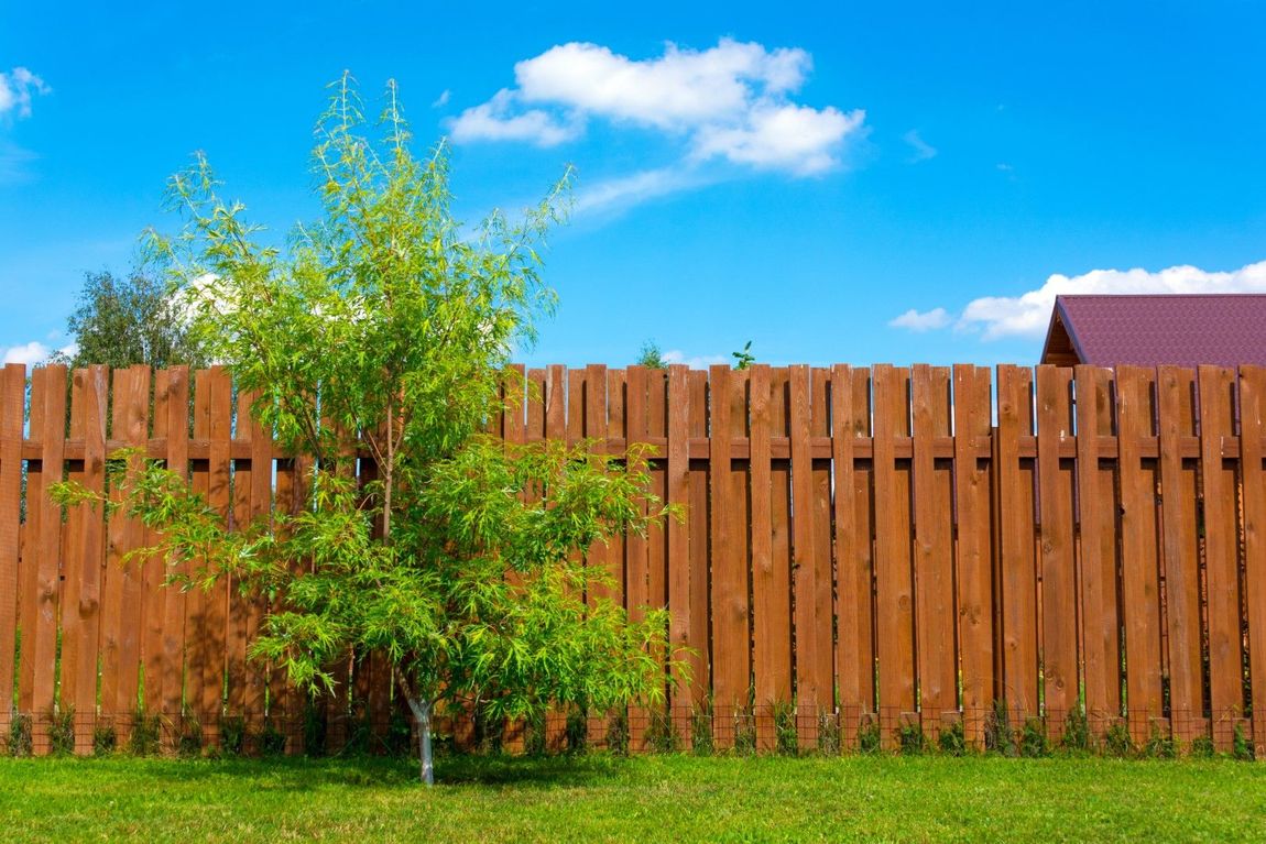 An image of a wood privacy fence with a tree growing in front of the fence in Decatur, GA.