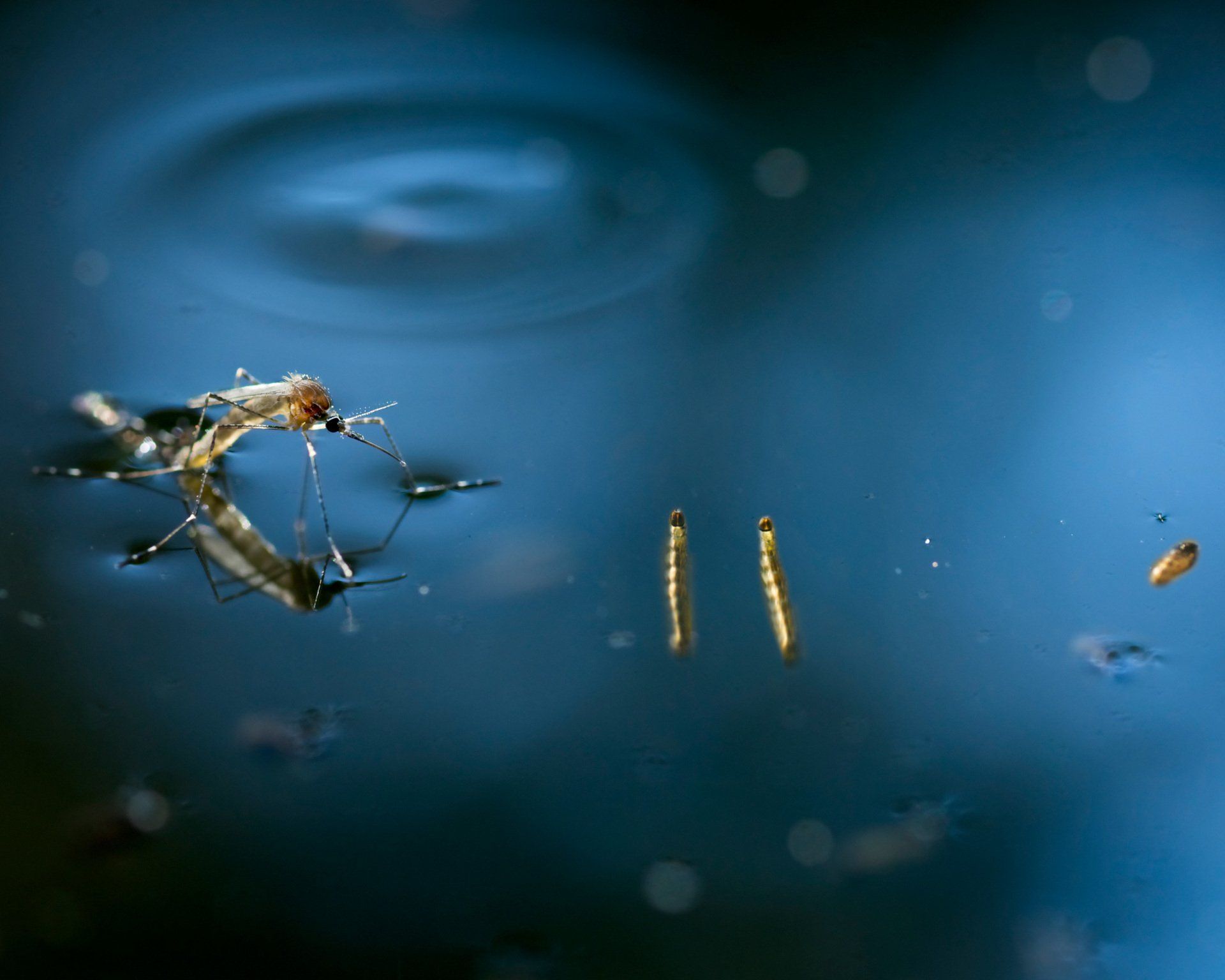 a mosquito is swimming in a body of water .