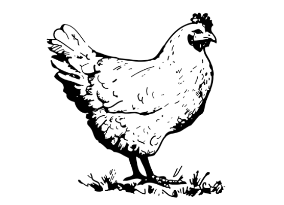 Chicken standing on grass.