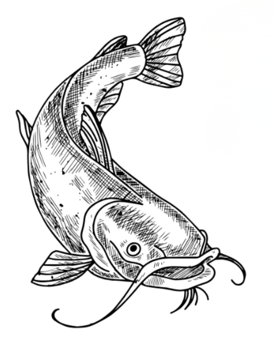 Line drawing of a catfish, angled downward, with prominent barbels and fins detailed.