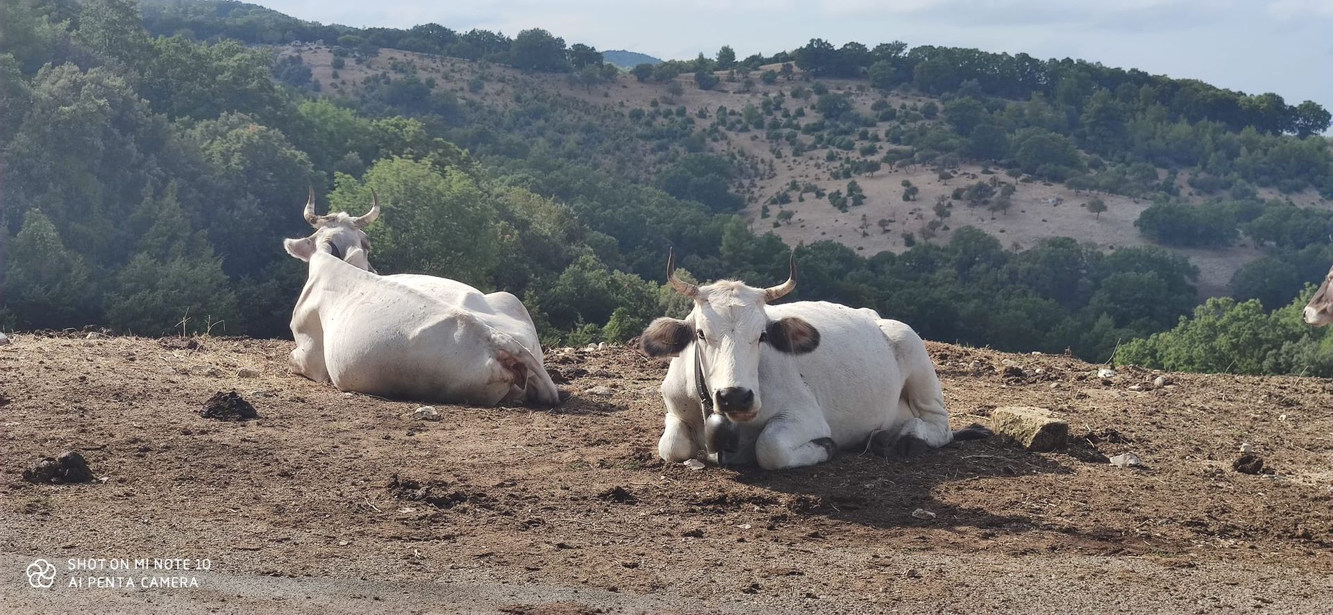 Due mucche bianche riposano su un pendio marrone, con uno sfondo di alberi e colline verdi.