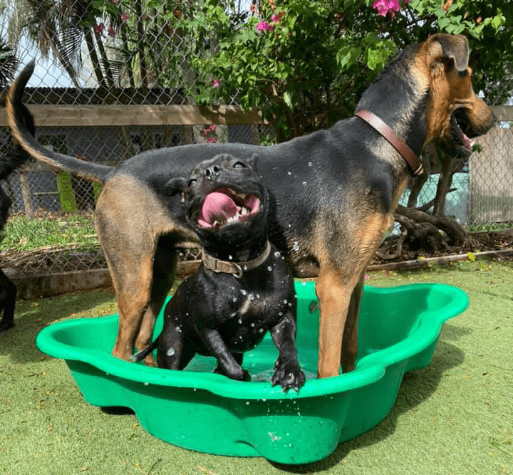 Dog & Cat Boarding in Yeppoon Yeppoon Boarding Kennels & Cattery