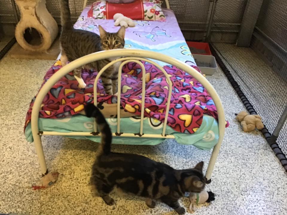 Dog & Cat Boarding in Yeppoon Yeppoon Boarding Kennels & Cattery