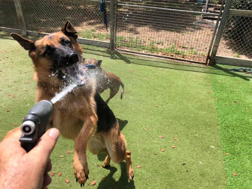 About Us Yeppoon Boarding Kennels & Cattery