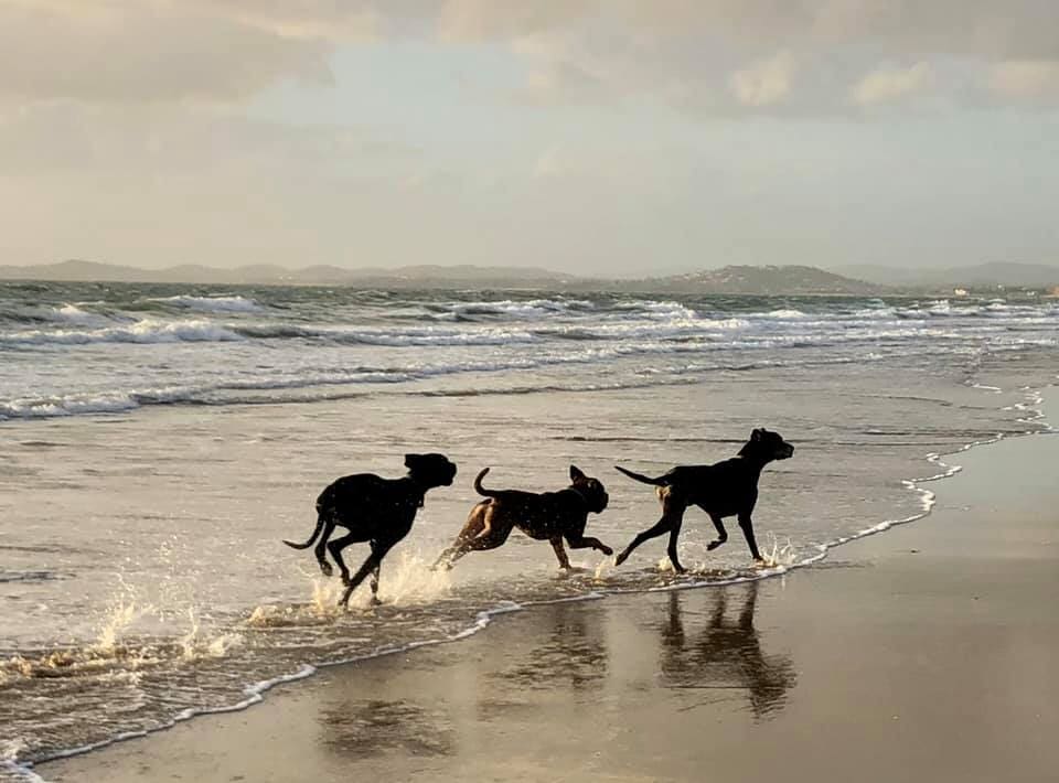 Pet Boarding Services in Yeppoon Yeppoon Boarding Kennels & Cattery