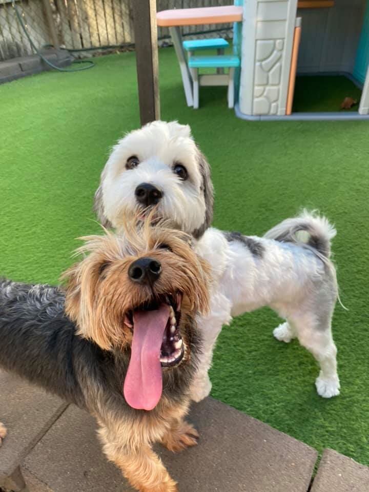 Dog Kennel in Yeppoon Yeppoon Boarding Kennels & Cattery