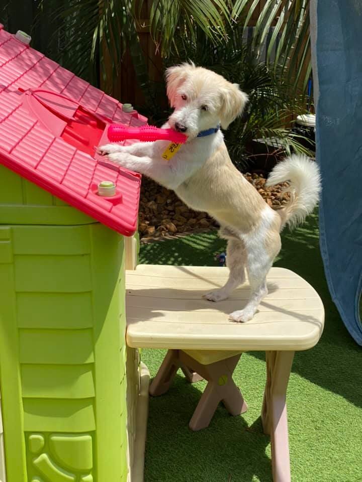 Dog Kennel in Yeppoon Yeppoon Boarding Kennels & Cattery