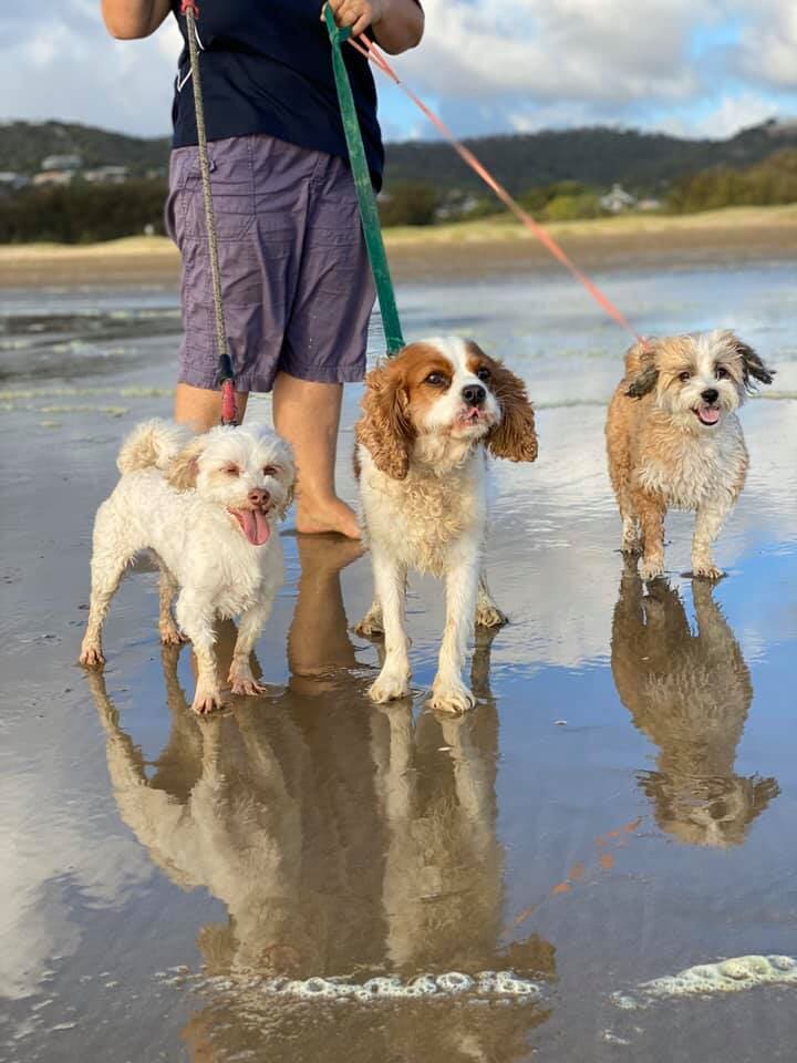 Gallery Yeppoon Boarding Kennels & Cattery