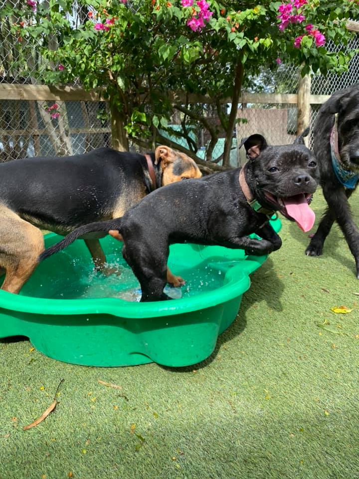 Gallery Yeppoon Boarding Kennels & Cattery