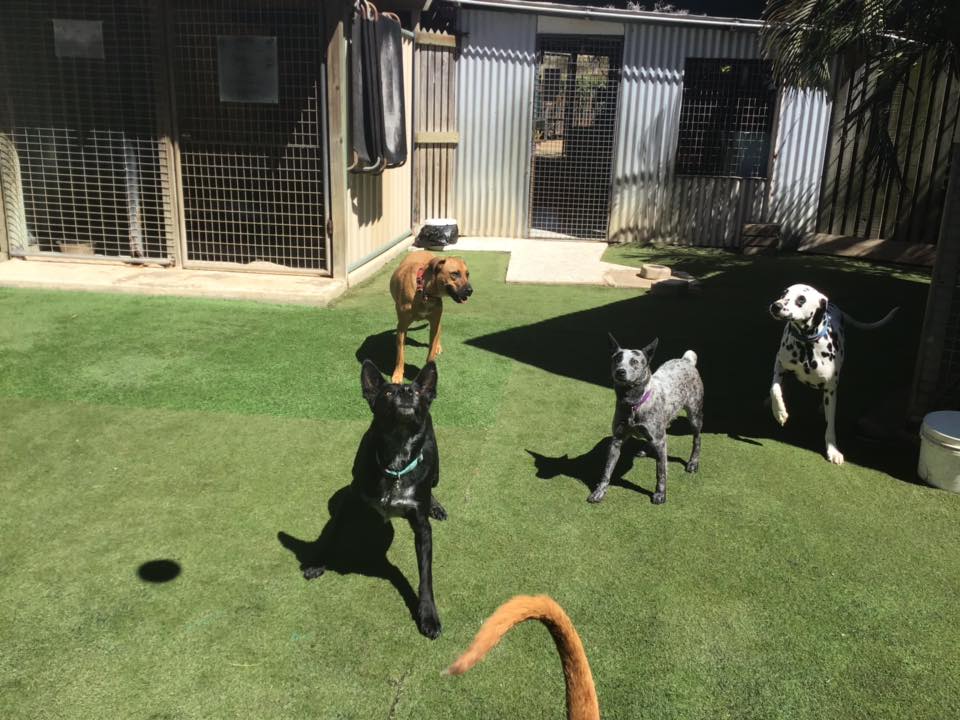 Gallery Yeppoon Boarding Kennels & Cattery