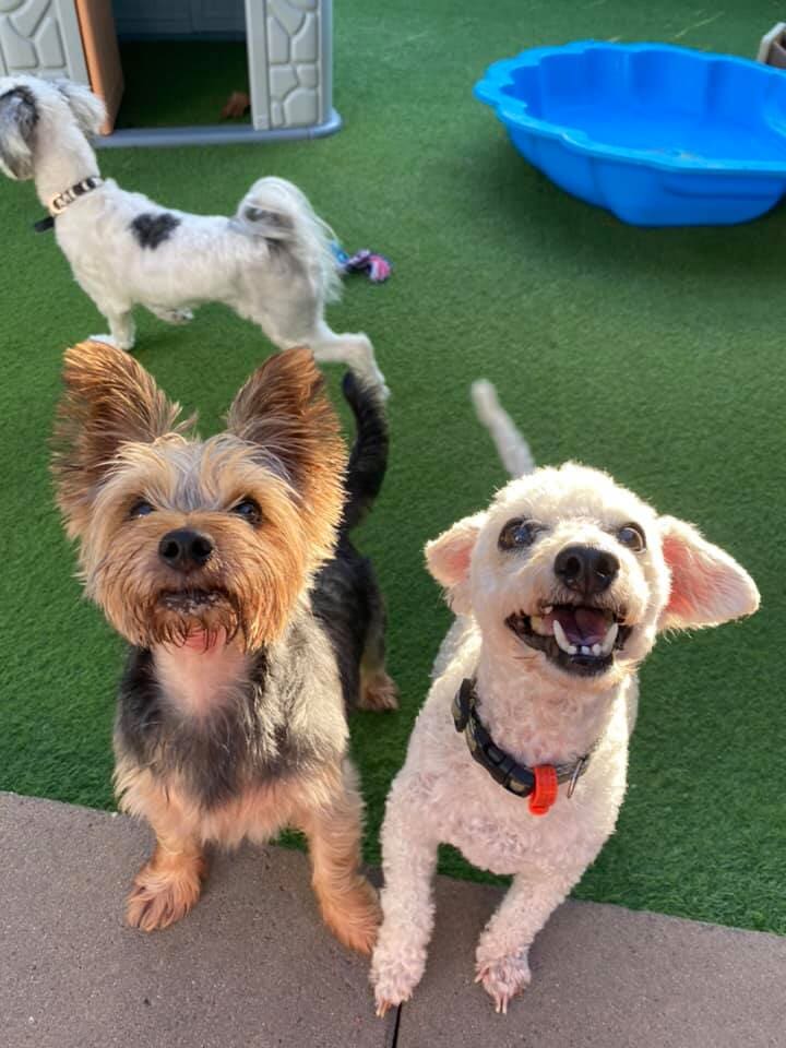 Gallery Yeppoon Boarding Kennels & Cattery