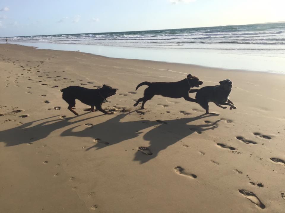 Gallery Yeppoon Boarding Kennels & Cattery