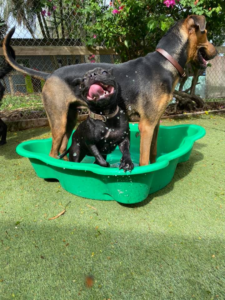 Gallery Yeppoon Boarding Kennels & Cattery