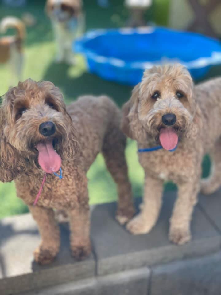 Gallery Yeppoon Boarding Kennels & Cattery
