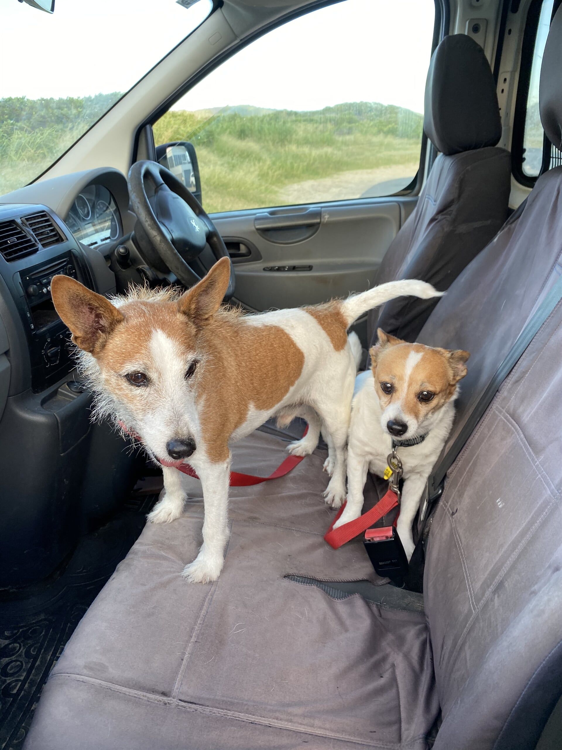 Gallery Yeppoon Boarding Kennels & Cattery