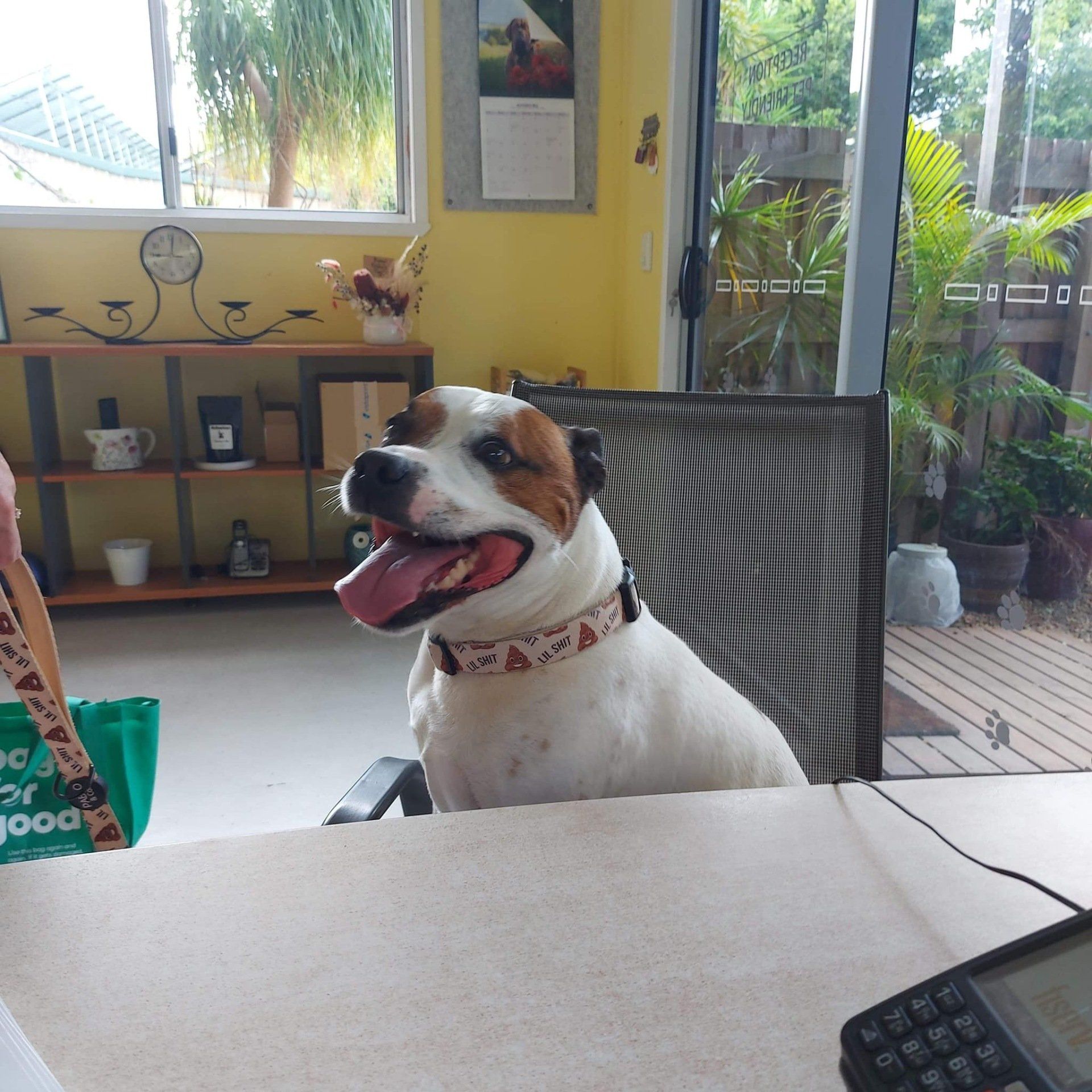 About Us Yeppoon Boarding Kennels & Cattery