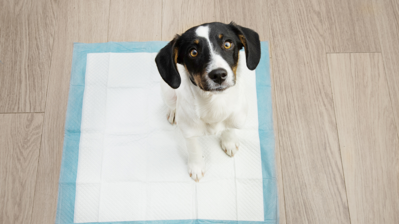 A black and white dog is sitting on a diaper on the floor.