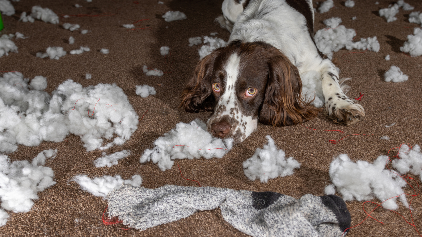 A brown and white dog is laying on a carpet covered in stuffing.
