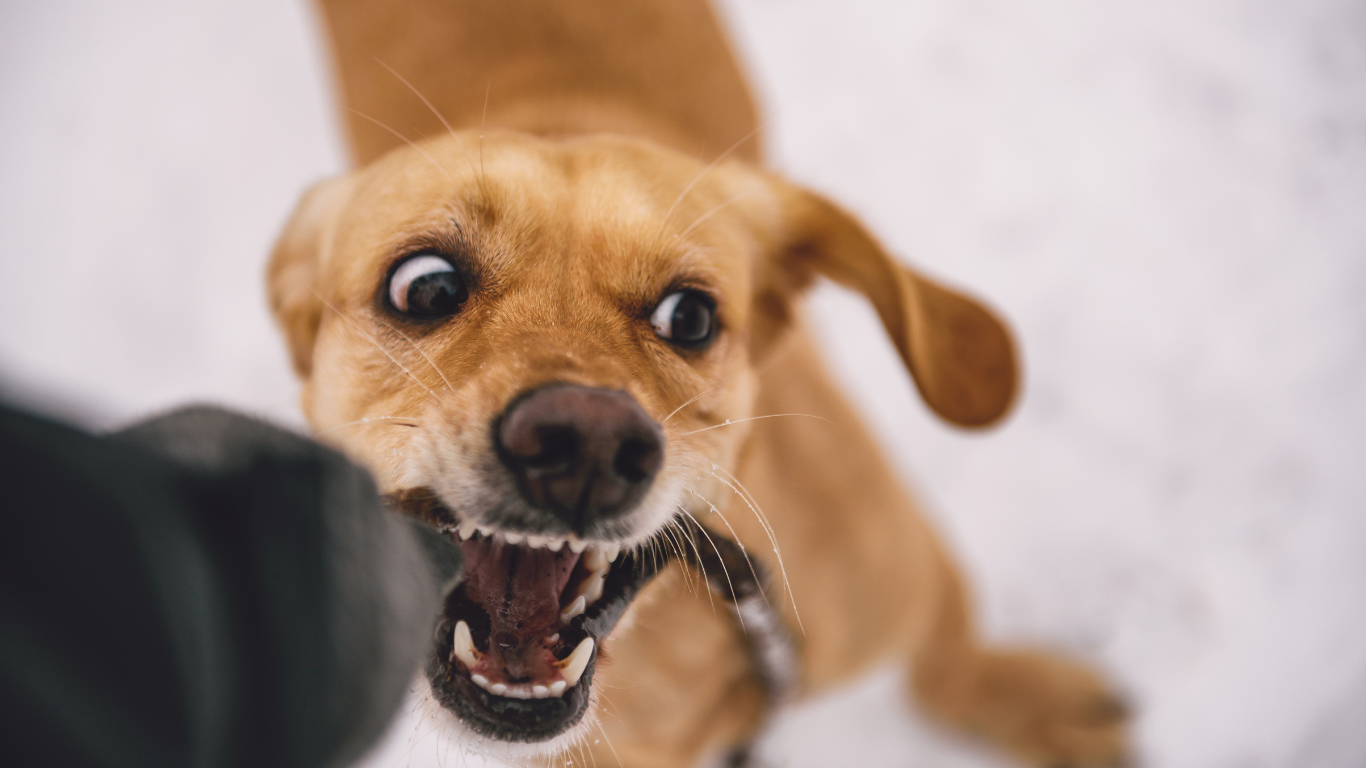 A close up of a dog with its mouth open.