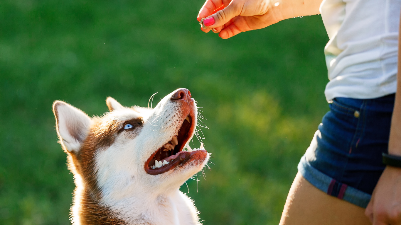 A man is kneeling down to play with his dog in the park.