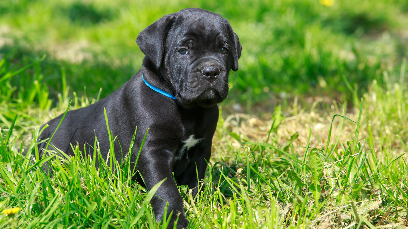 Cane corso pupies togerther