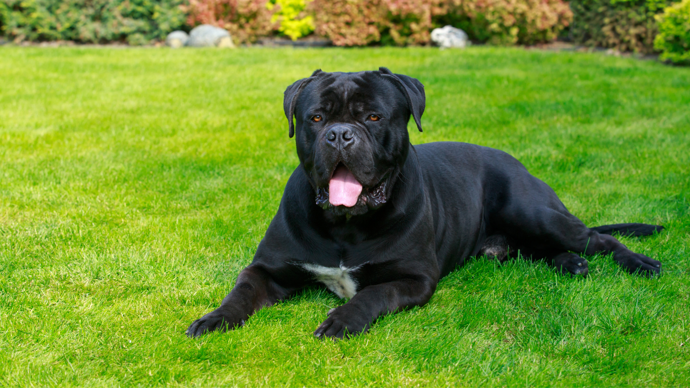 A brown puppy wearing a blue collar is walking in the grass.