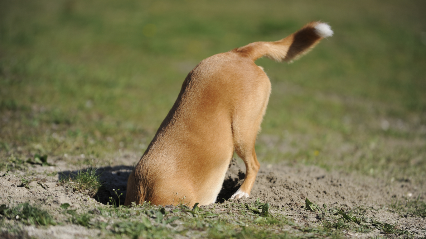 A dog is digging a hole in the ground.