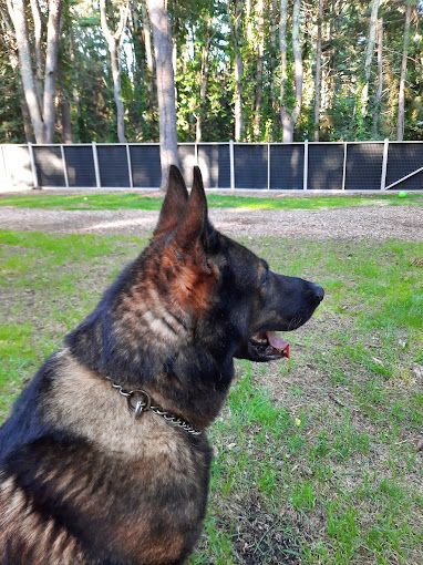 A german shepherd dog is sitting in the grass in front of a fence.