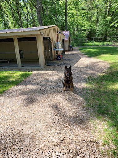 A german shepherd dog is sitting on the ground in front of a building.