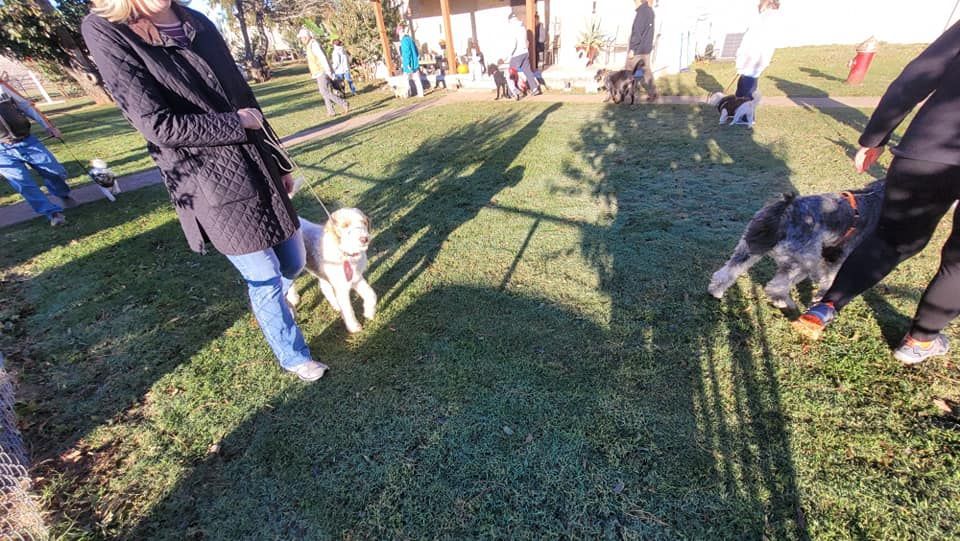 A group of people are walking dogs in a park.