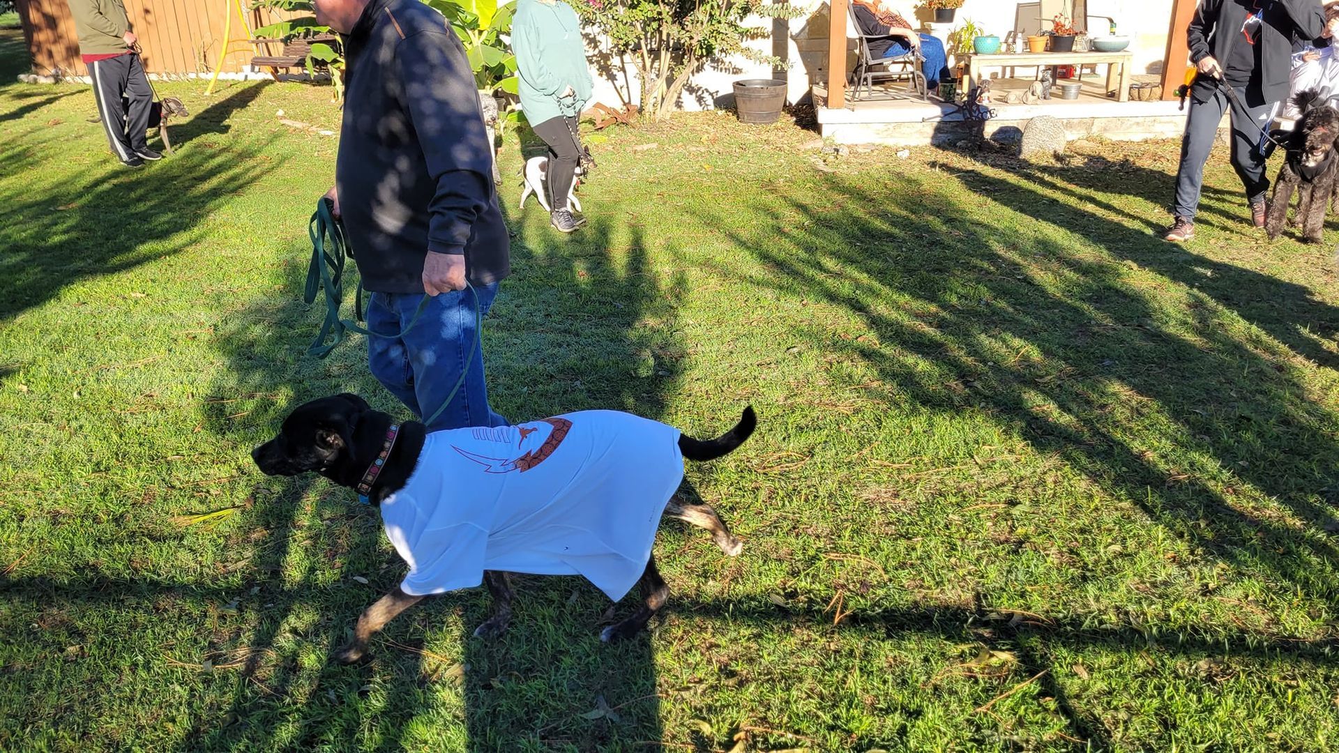 A man is walking a dog in a white shirt.