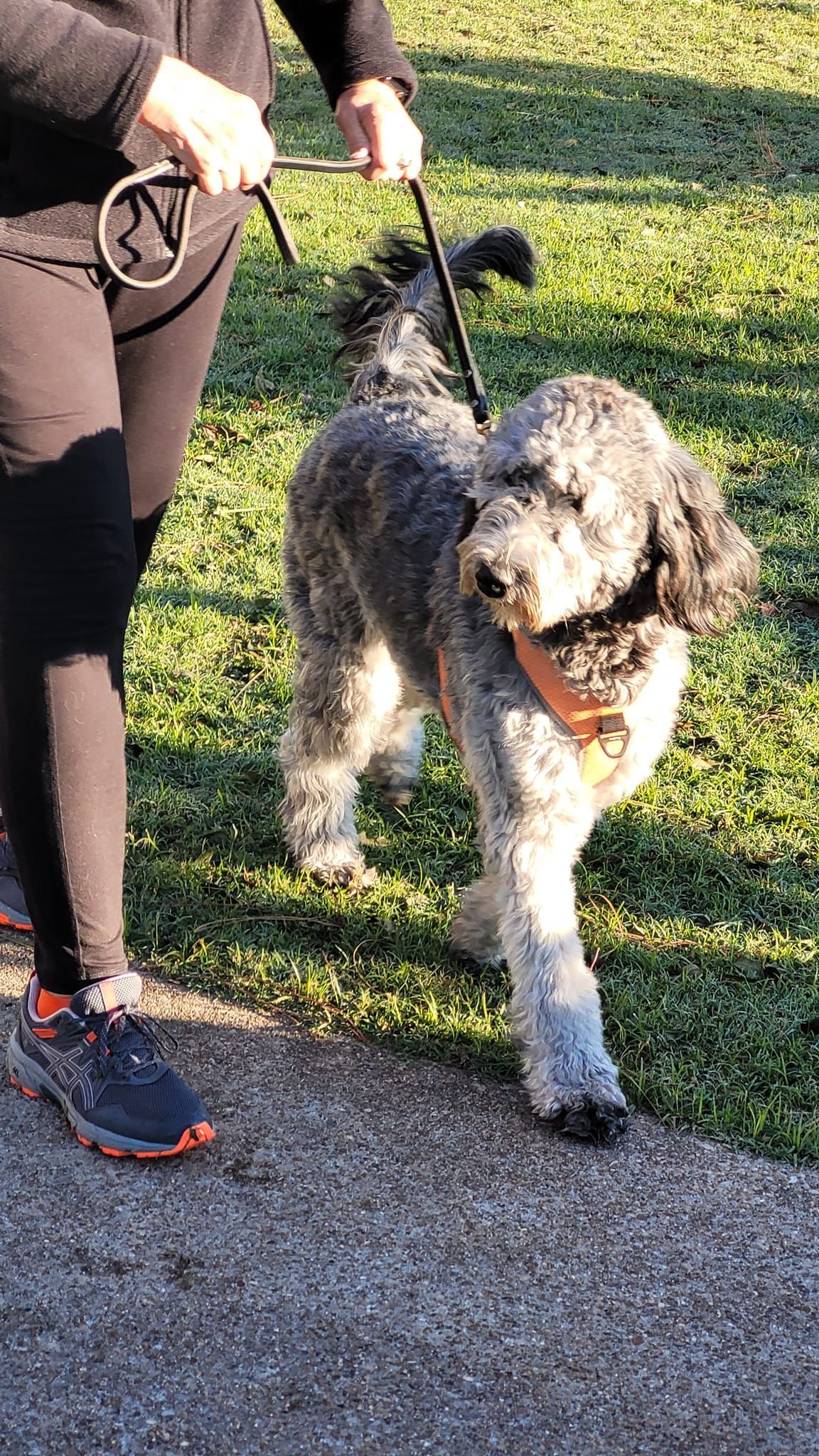 A person is walking a small dog on a leash in a park.