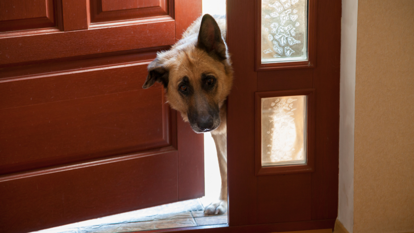 A dog is peeking out of an open door.